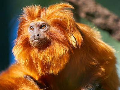 Golden Lion Tamarin.